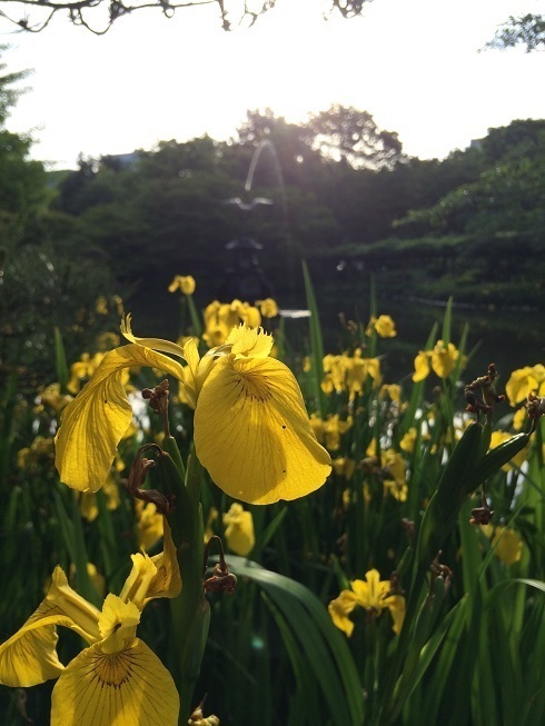 2014.05.16日比谷公園雲形池.jpg
